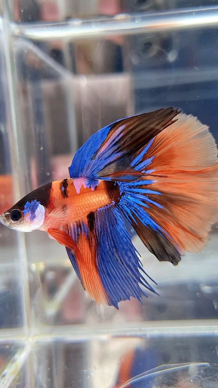 HALFMOON ORANGE MULTICOLOR BETTA FISH