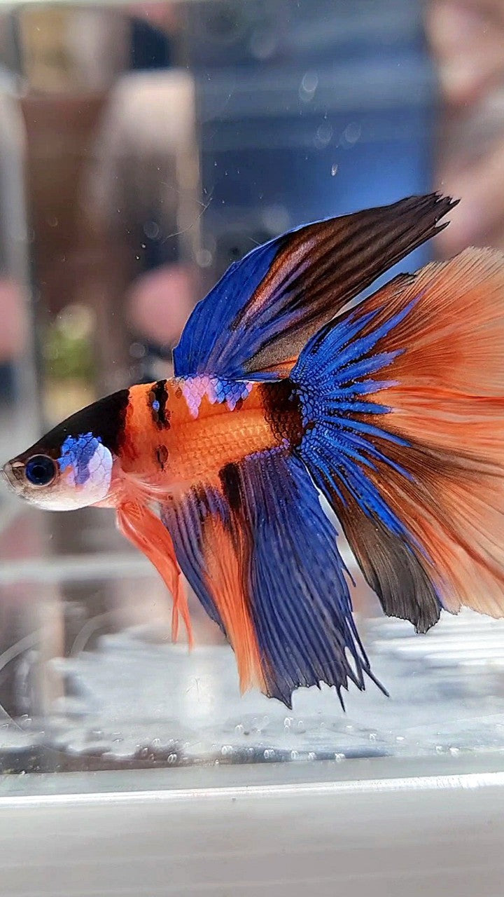 HALFMOON ORANGE MULTICOLOR BETTA FISH