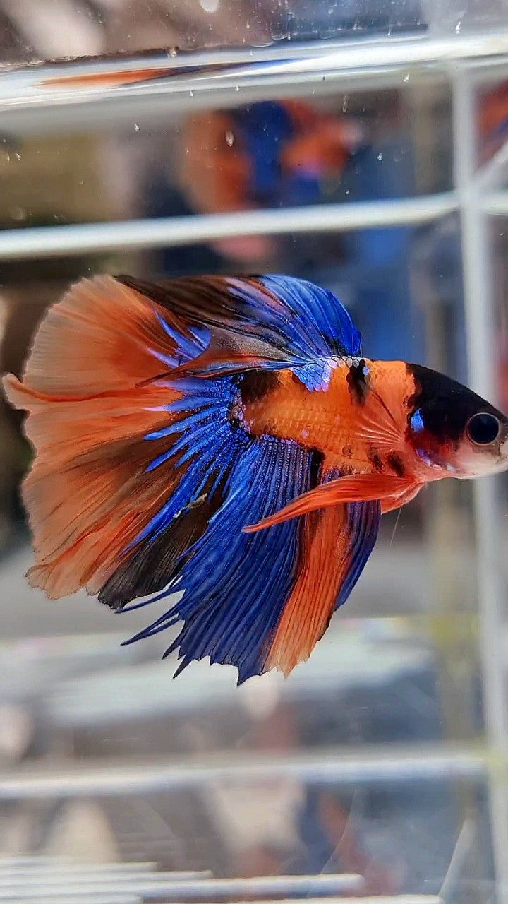 HALFMOON ORANGE MULTICOLOR BETTA FISH
