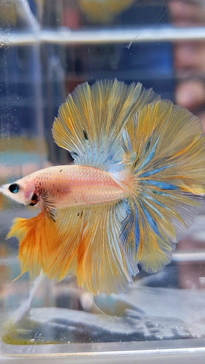 KING ROSETAIL HALFMOON YELLOW KOI BLUE WASH BETTA FISH
