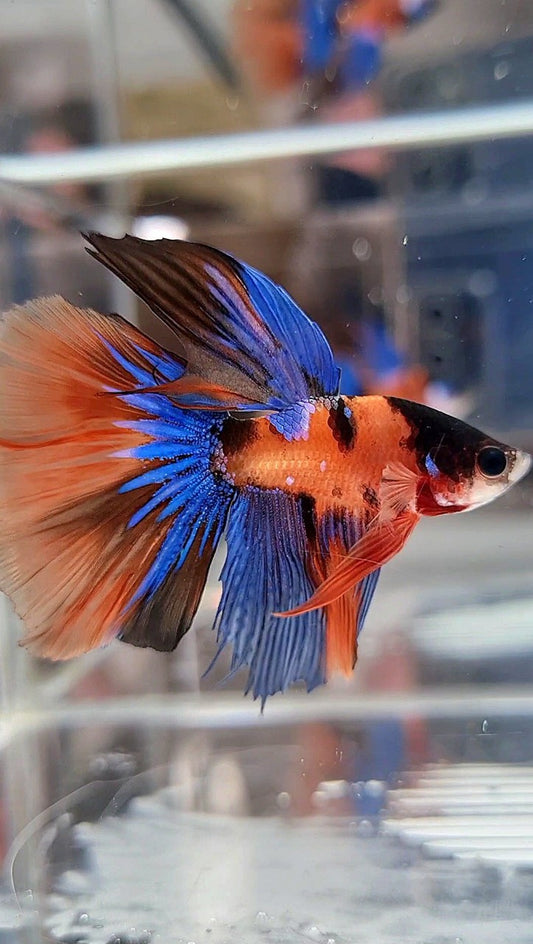 HALFMOON ORANGE MULTICOLOR BETTA FISH