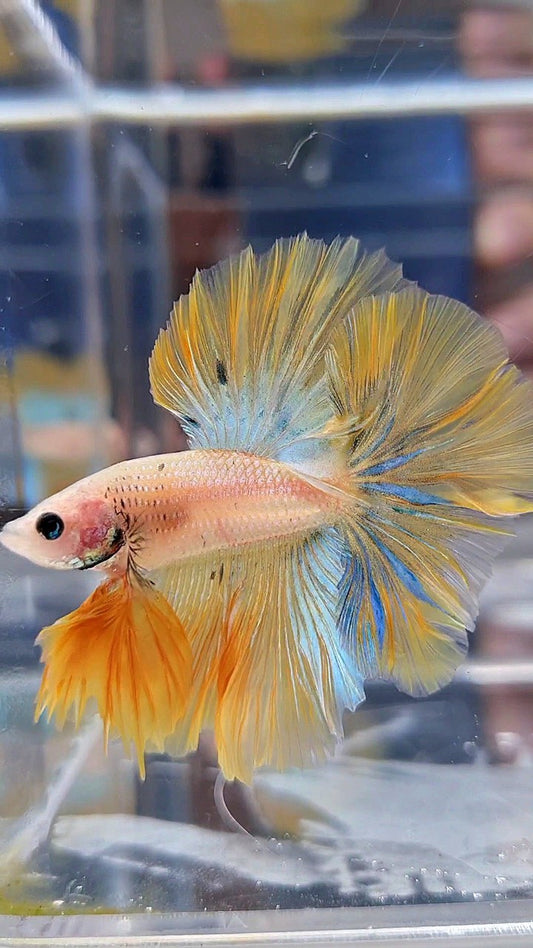 KING ROSETAIL HALFMOON YELLOW KOI BLUE WASH BETTA FISH