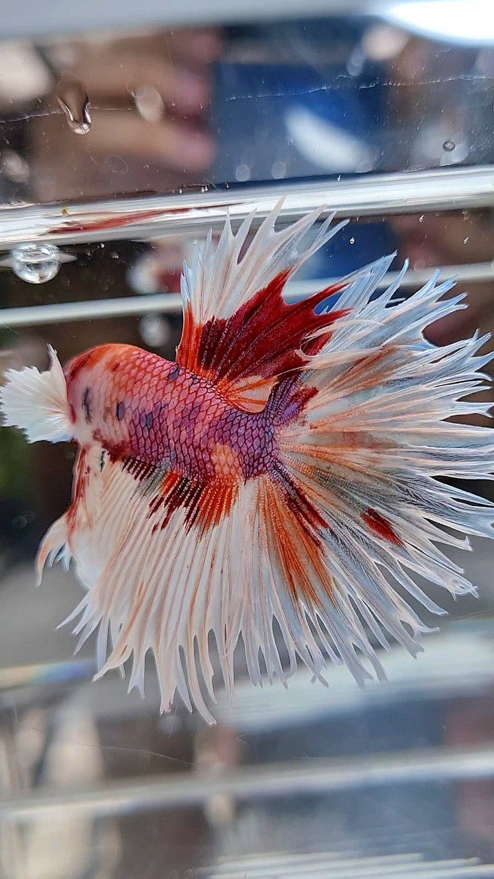 LUXURY CROWNTAIL HALFSUN DUMBO EAR WHITE ORANGE MULTICOLOR BETTA FISH