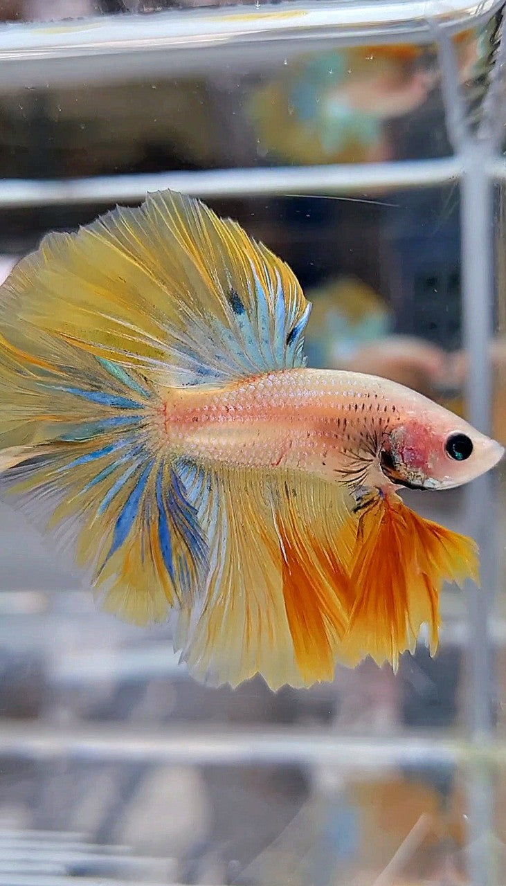 KING ROSETAIL HALFMOON YELLOW KOI BLUE WASH BETTA FISH