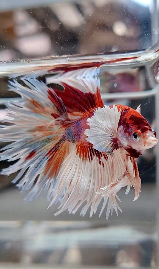 LUXURY CROWNTAIL HALFSUN DUMBO EAR WHITE ORANGE MULTICOLOR BETTA FISH