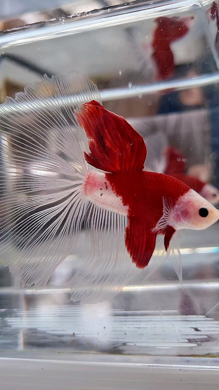 GIANT HALFMOON TL 8,5CM+ TANCHO RED UNIQUE BETTA FISH