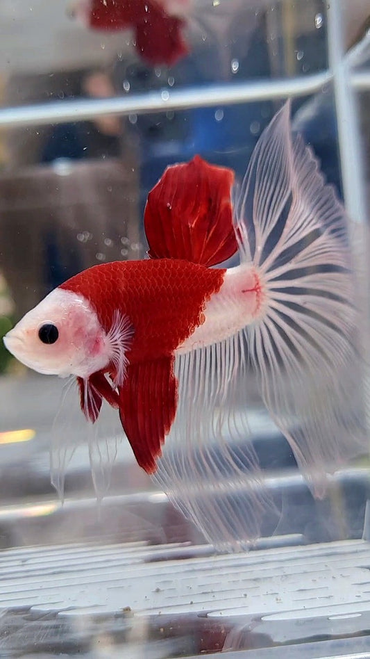 GIANT HALFMOON TL 8,5CM+ TANCHO RED UNIQUE BETTA FISH