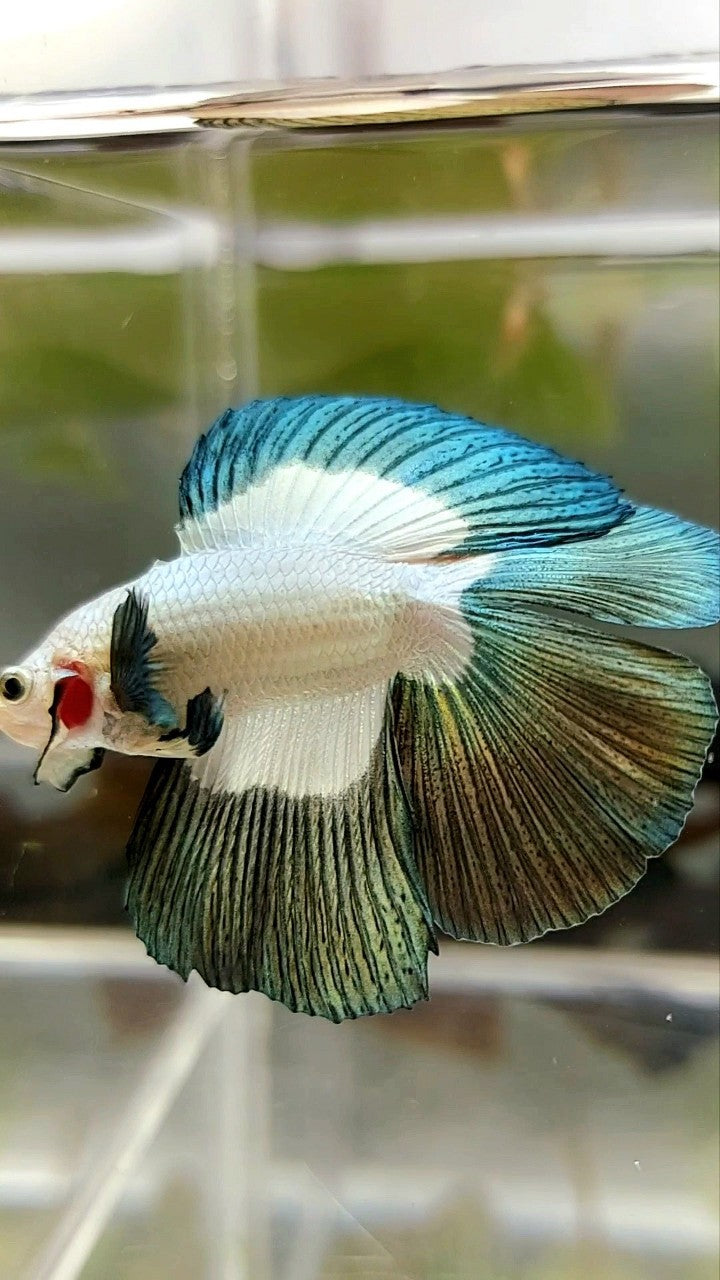 LUXUS-HALFMOON-DOPPELSCHWANZ-Kupferrand-Schmetterlings-Betta-Fisch