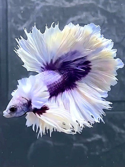 HALFMOON DUMBO EAR FEATHER TAIL WHITE PURPLE BUTTERFLY PREMIUM BETTA FISH