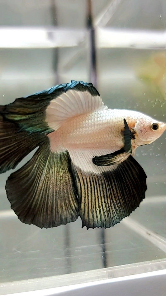 HALFMOON DOUBLE TAIL COPPER RIM BUTTERFLY BETTA FISH