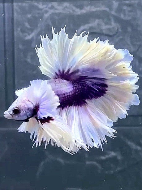 HALFMOON DUMBO EAR FEATHER TAIL WHITE PURPLE BUTTERFLY PREMIUM BETTA FISH