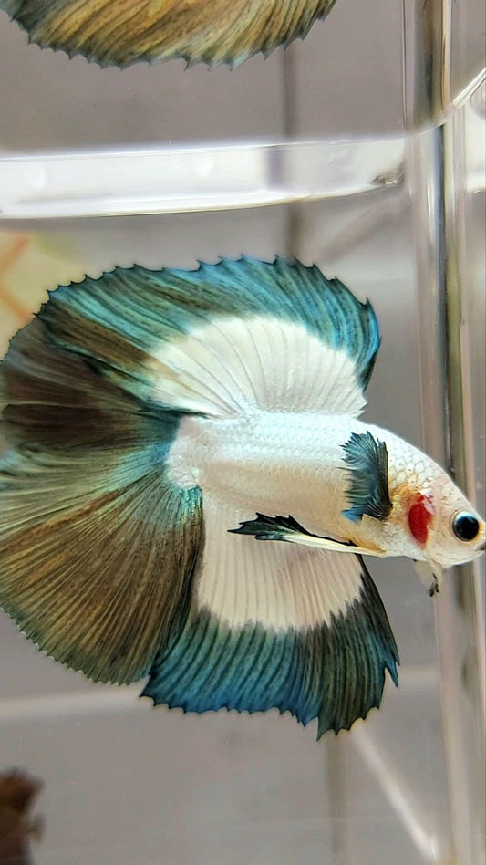 LUXUS-HALFMOON-DOPPELSCHWANZ-Kupferrand-Schmetterlings-Betta-Fisch