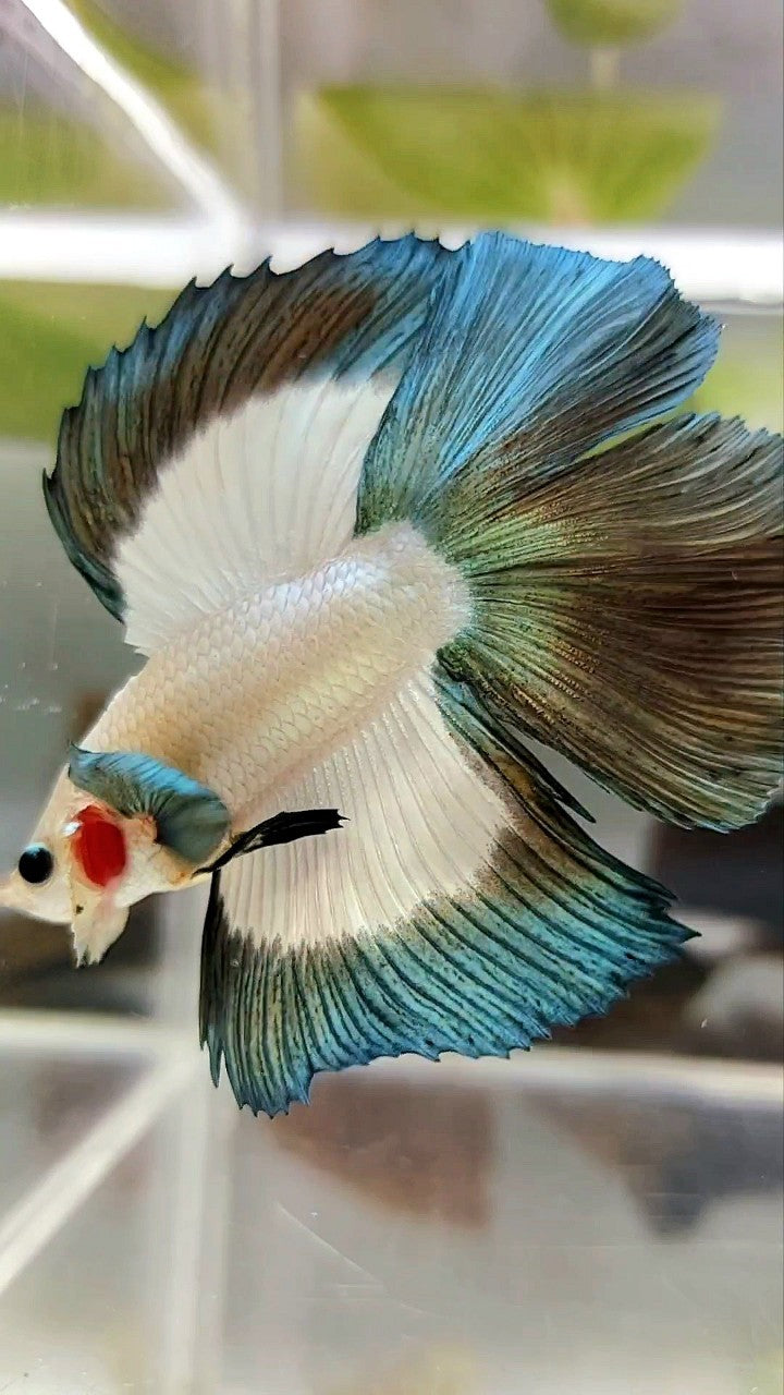 LUXUS-HALFMOON-DOPPELSCHWANZ-Kupferrand-Schmetterlings-Betta-Fisch