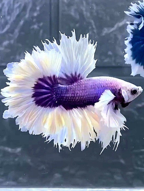 HALFMOON DUMBO EAR FEATHER TAIL WHITE PURPLE BUTTERFLY PREMIUM BETTA FISH