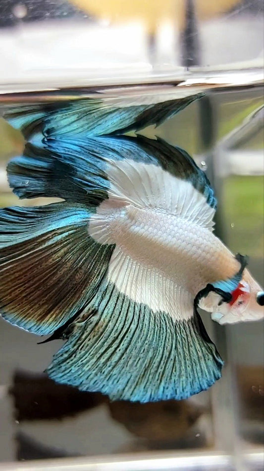 Luxuriöser Halbmond-Doppelschwanz-Kupferrand-Betta-Fisch