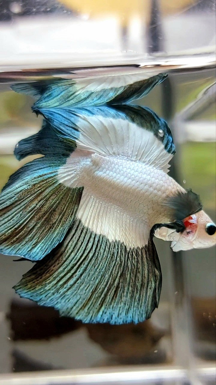 Luxuriöser Halbmond-Doppelschwanz-Kupferrand-Betta-Fisch