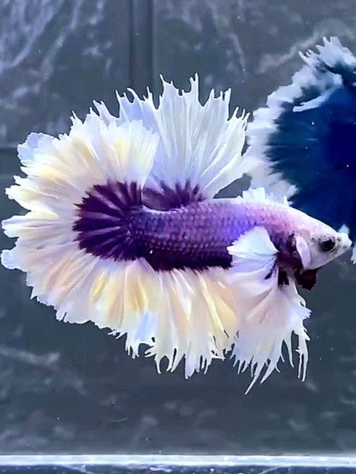 HALFMOON DUMBO EAR FEATHER TAIL WHITE PURPLE BUTTERFLY PREMIUM BETTA FISH