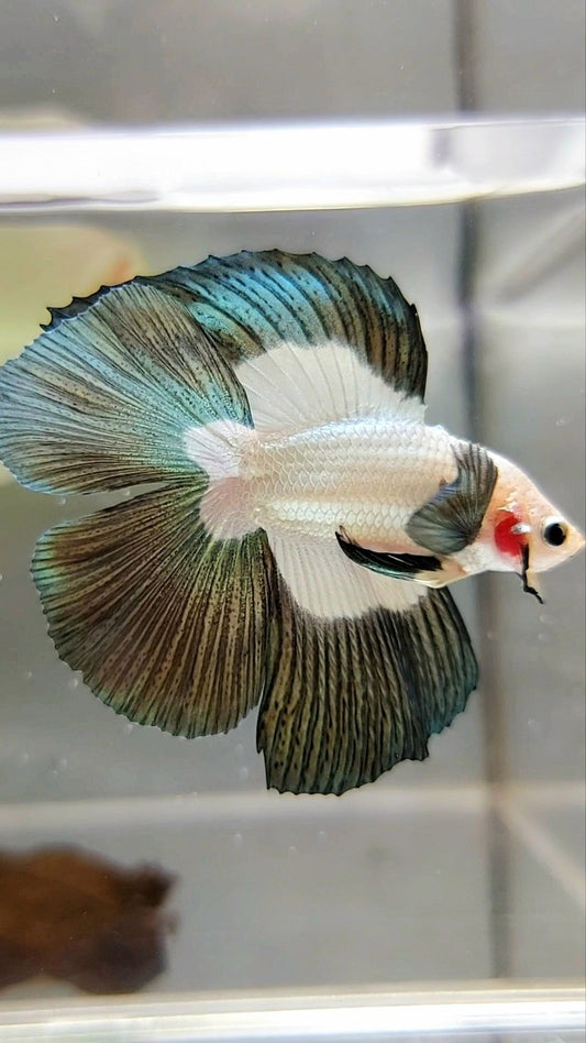 LUXUS-HALFMOON-DOPPELSCHWANZ-Kupferrand-Schmetterlings-Betta-Fisch