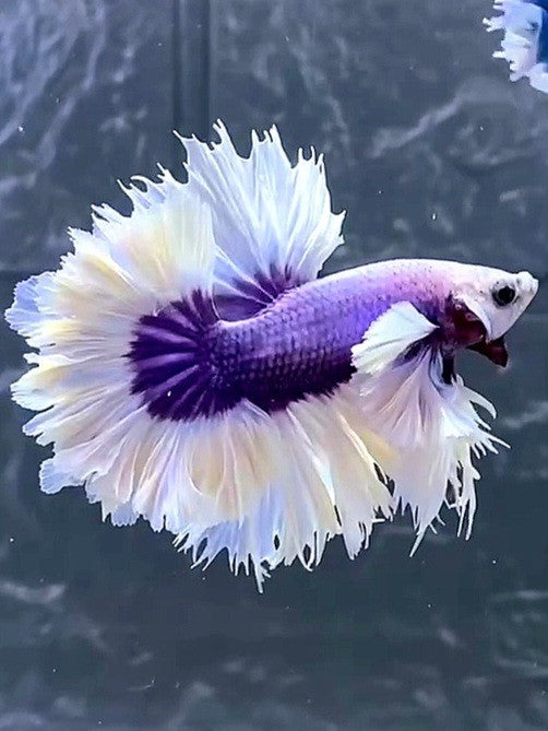 HALFMOON DUMBO EAR FEATHER TAIL WHITE PURPLE BUTTERFLY PREMIUM BETTA FISH