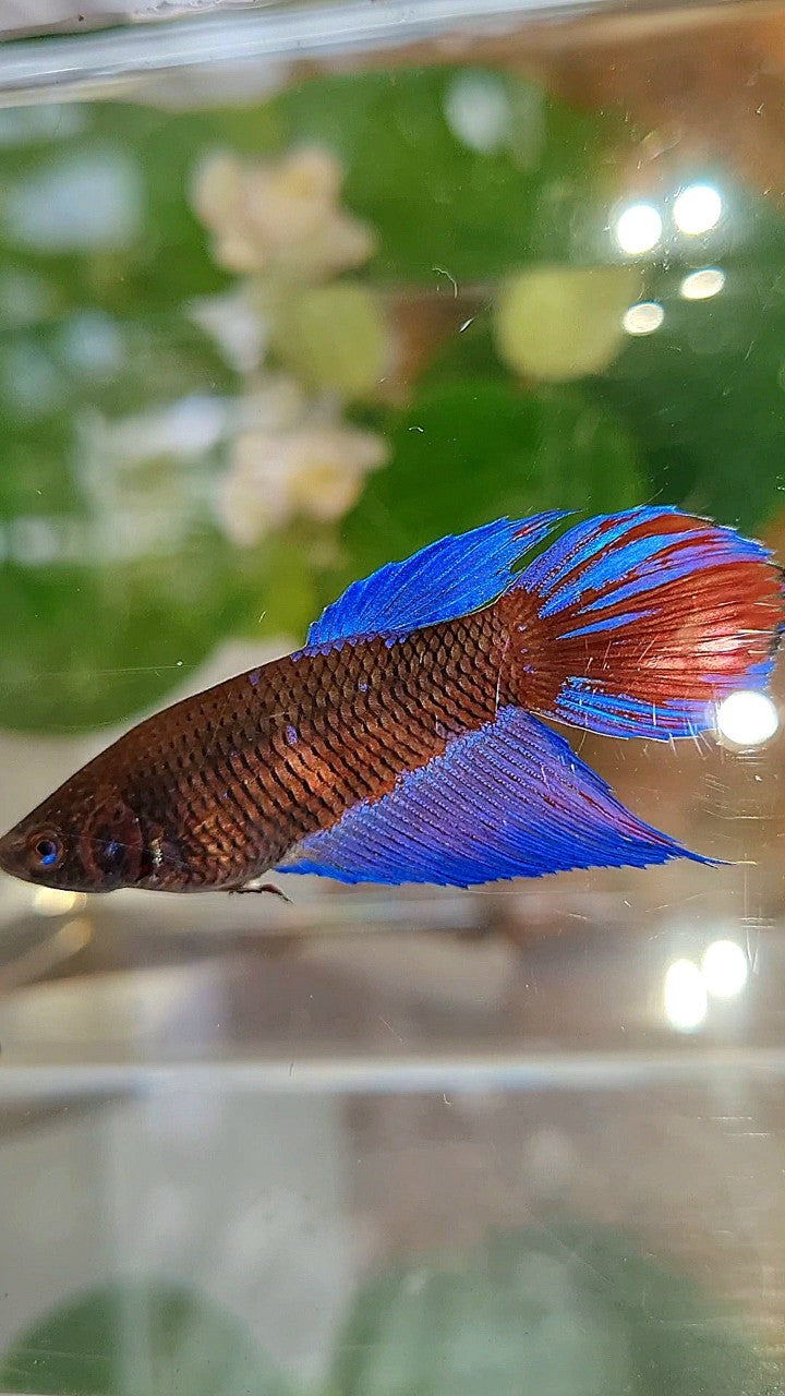 FEMALE VEILTAIL BLACK SAPPHIRE AVATAR BETTA FISH