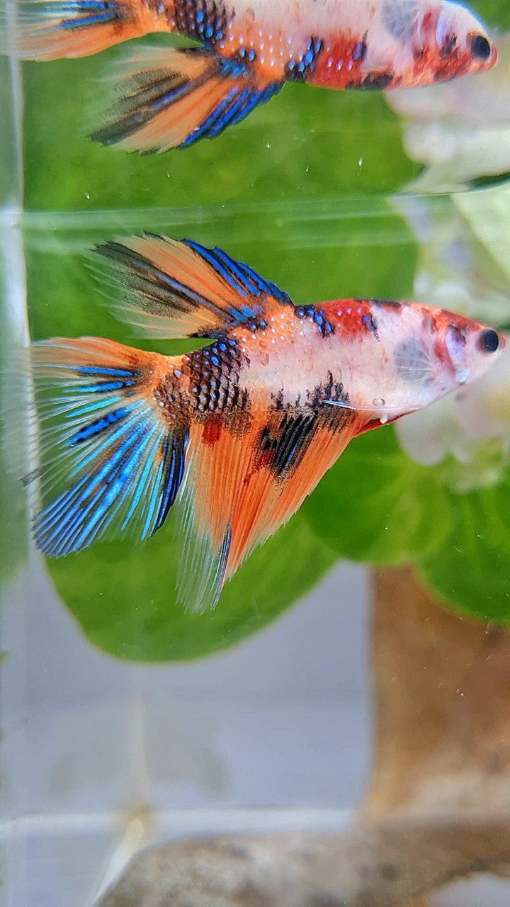 FEMALE HALFMOON TIGER KOI MULTICOLOR BETTA FISH