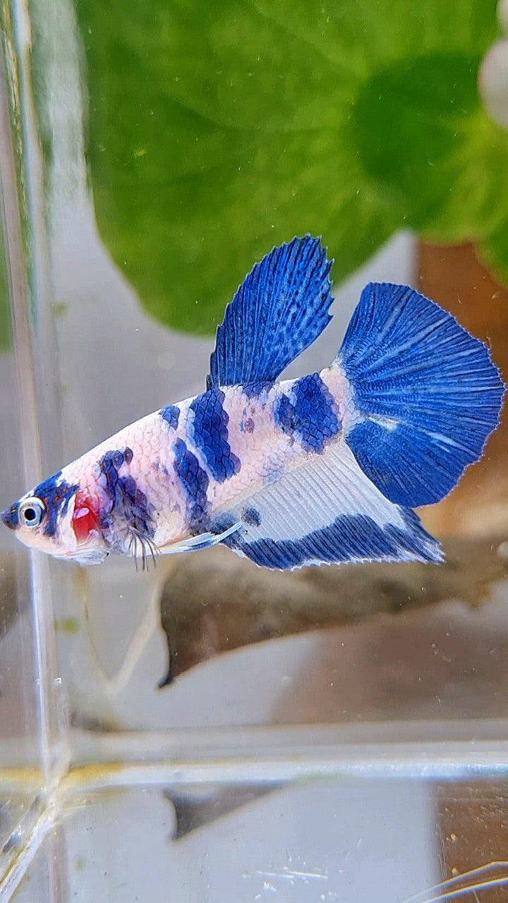 FEMALE HALFMOON BLUE DOTS MARBLE PANDA BETTA FISH