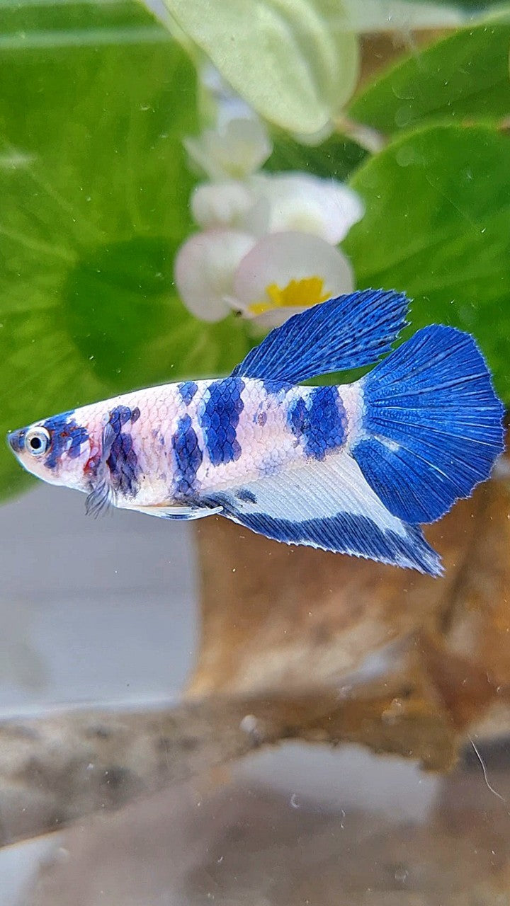 FEMALE HALFMOON BLUE DOTS MARBLE PANDA BETTA FISH