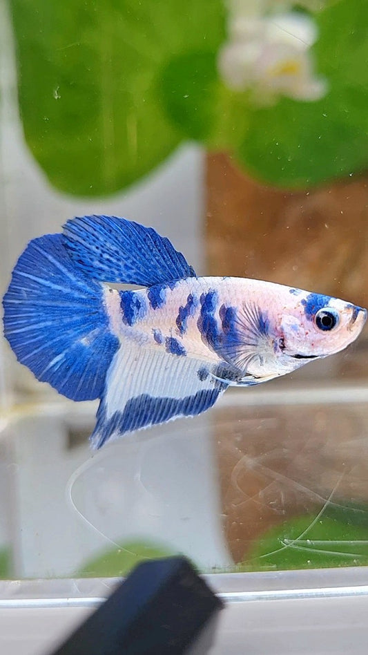 FEMALE HALFMOON BLUE DOTS MARBLE PANDA BETTA FISH