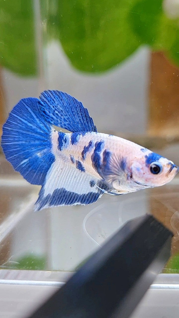 FEMALE HALFMOON BLUE DOTS MARBLE PANDA BETTA FISH