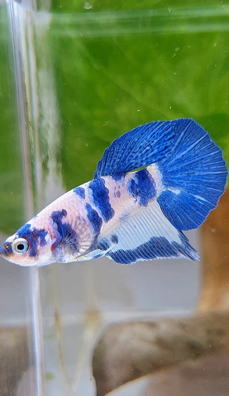FEMALE HALFMOON BLUE DOTS MARBLE PANDA BETTA FISH
