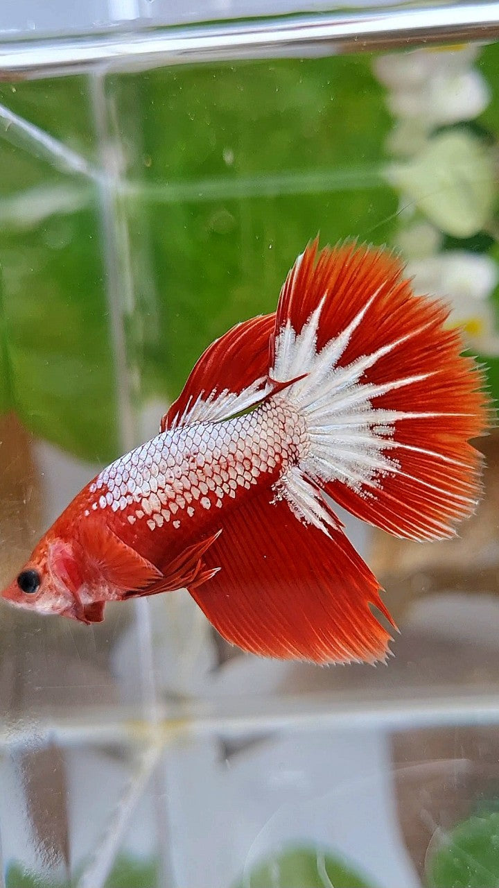 FEMALE HALFMOON RED FCCP STARTAIL BETTA FISH