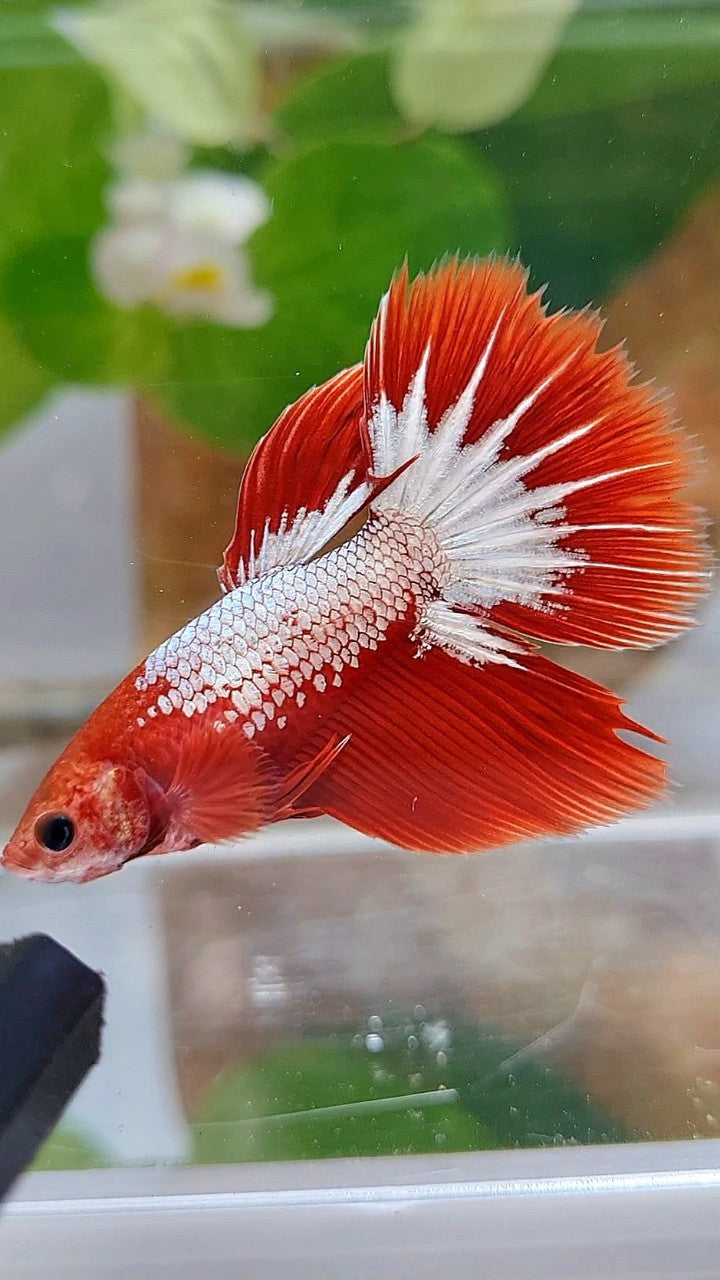 FEMALE HALFMOON RED FCCP STARTAIL BETTA FISH