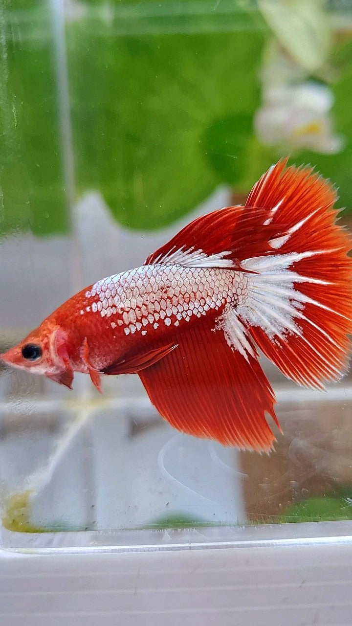 FEMALE HALFMOON RED FCCP STARTAIL BETTA FISH
