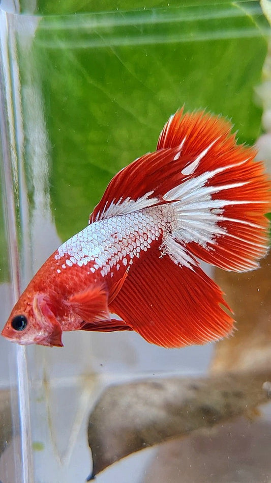 FEMALE HALFMOON RED FCCP STARTAIL BETTA FISH