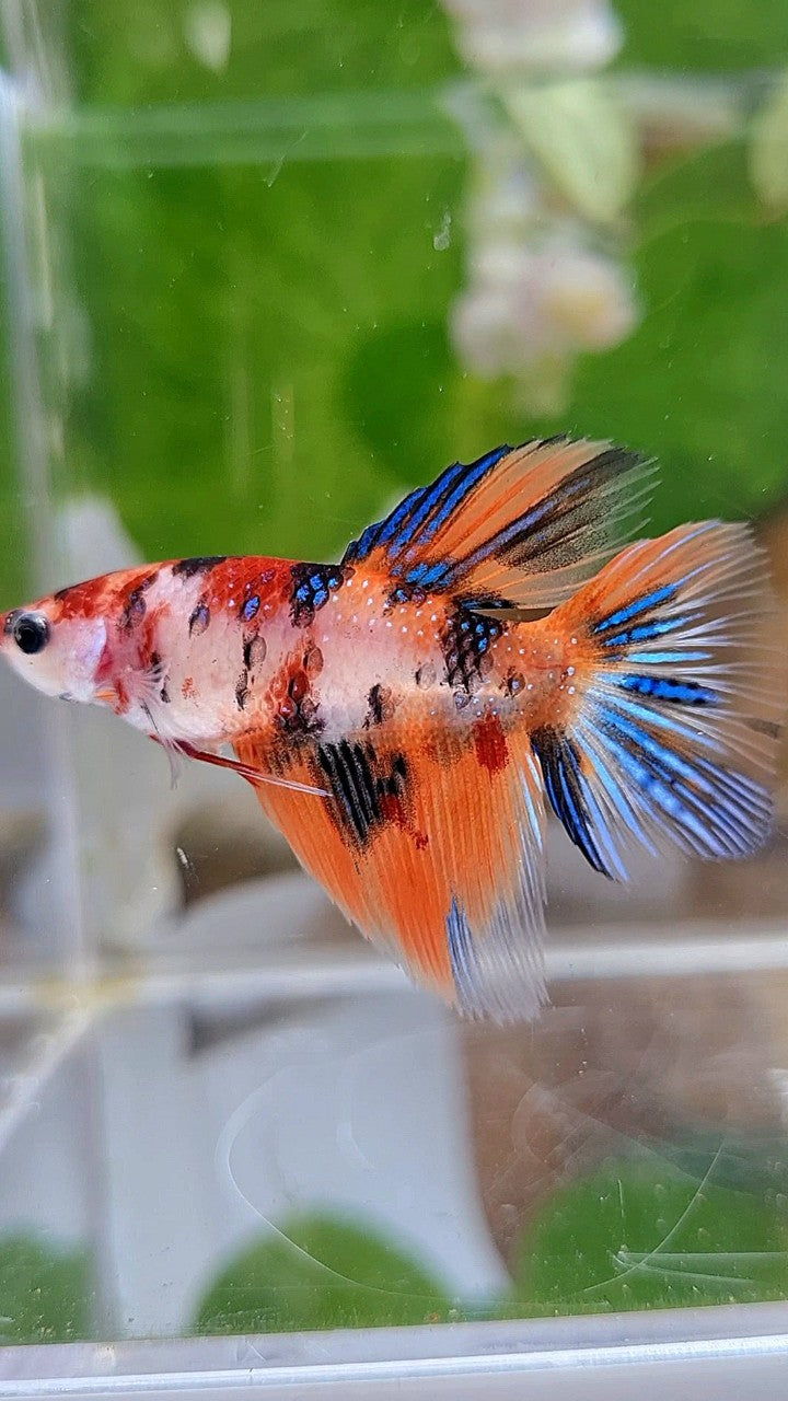 FEMALE HALFMOON TIGER KOI MULTICOLOR BETTA FISH