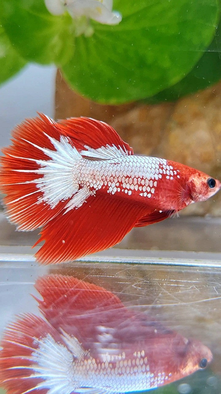 FEMALE HALFMOON RED FCCP STARTAIL BETTA FISH