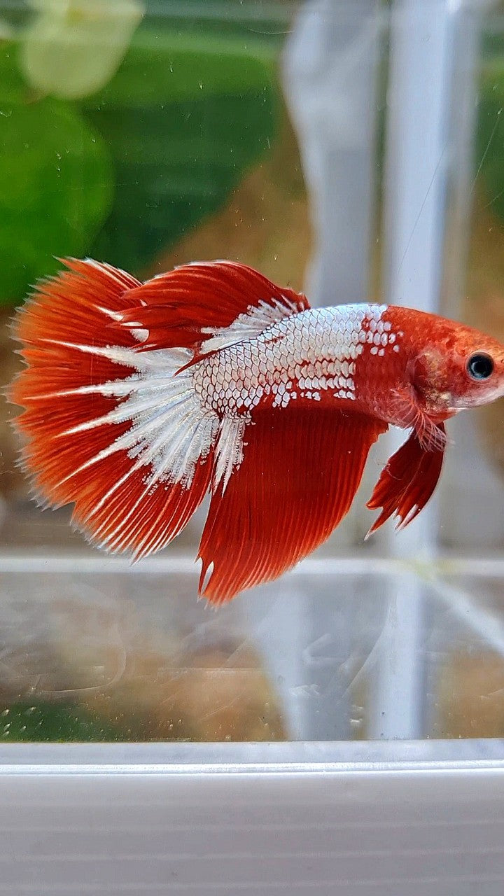 FEMALE HALFMOON RED FCCP STARTAIL BETTA FISH