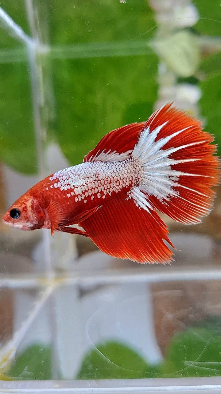 FEMALE HALFMOON RED FCCP STARTAIL BETTA FISH