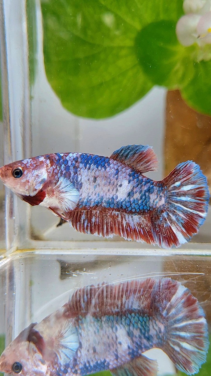 XL FEMALE PLAKAT MARBLE RED PATTERN MULTICOLOR BETTA FISH