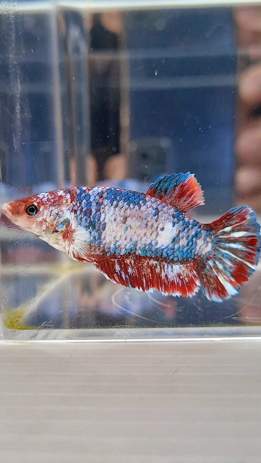 XL FEMALE PLAKAT MARBLE RED PATTERN MULTICOLOR BETTA FISH