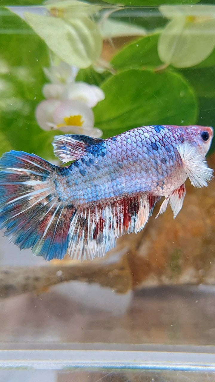 XL FEMALE HALFMOON BIG EAR BARONGSAI WHITE BLUE PATTERN MULTICOLOR BETTA FISH