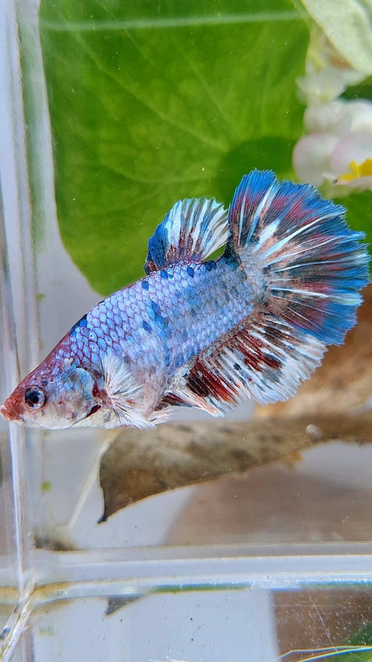 XL FEMALE HALFMOON BIG EAR BARONGSAI WHITE BLUE PATTERN MULTICOLOR BETTA FISH