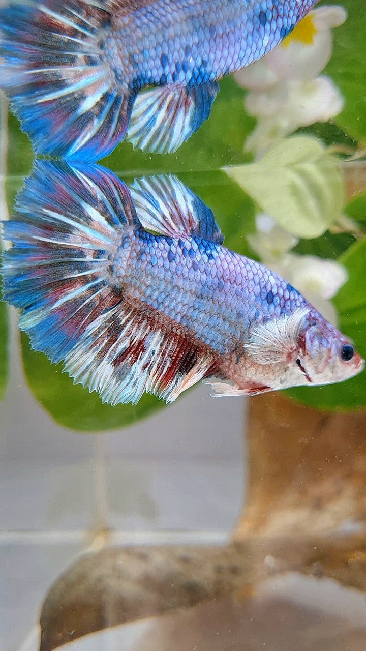 XL FEMALE HALFMOON BIG EAR BARONGSAI WHITE BLUE PATTERN MULTICOLOR BETTA FISH