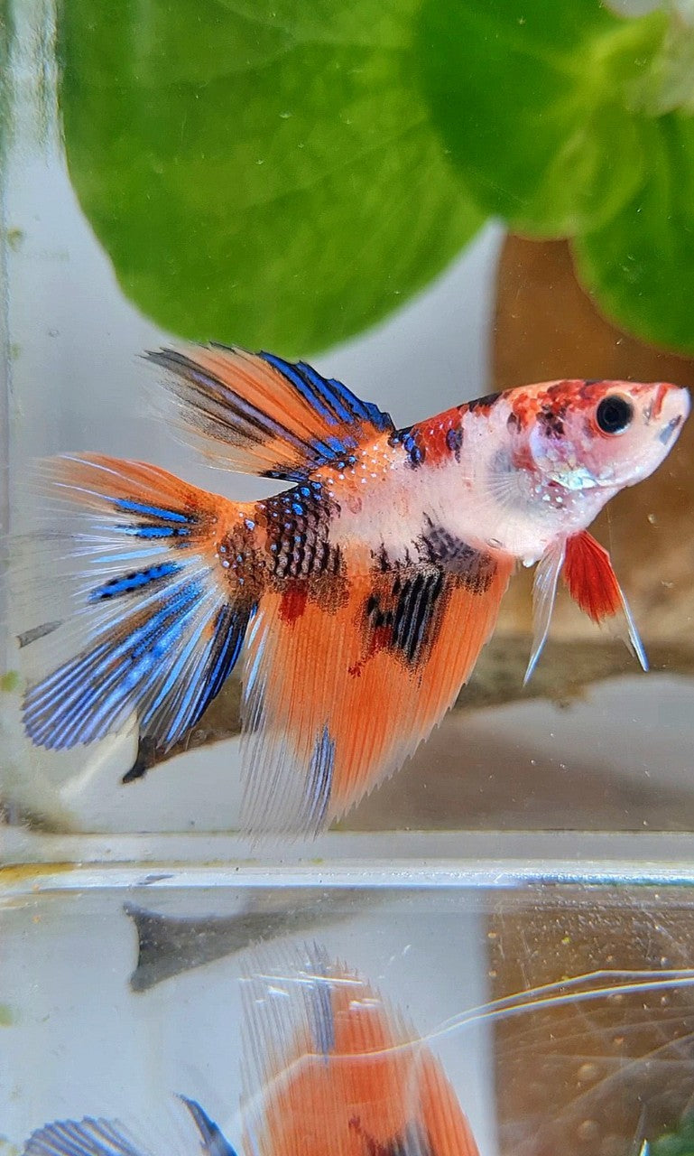 FEMALE HALFMOON TIGER KOI MULTICOLOR BETTA FISH