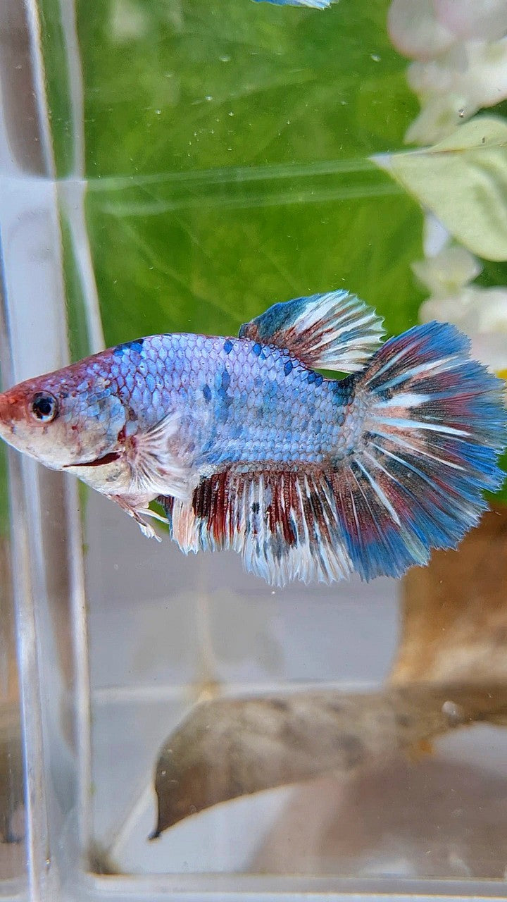 XL FEMALE HALFMOON BIG EAR BARONGSAI WHITE BLUE PATTERN MULTICOLOR BETTA FISH