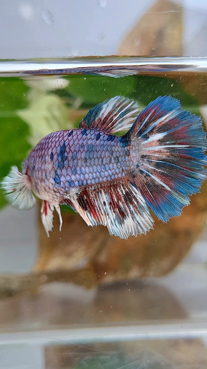 XL FEMALE HALFMOON BIG EAR BARONGSAI WHITE BLUE PATTERN MULTICOLOR BETTA FISH