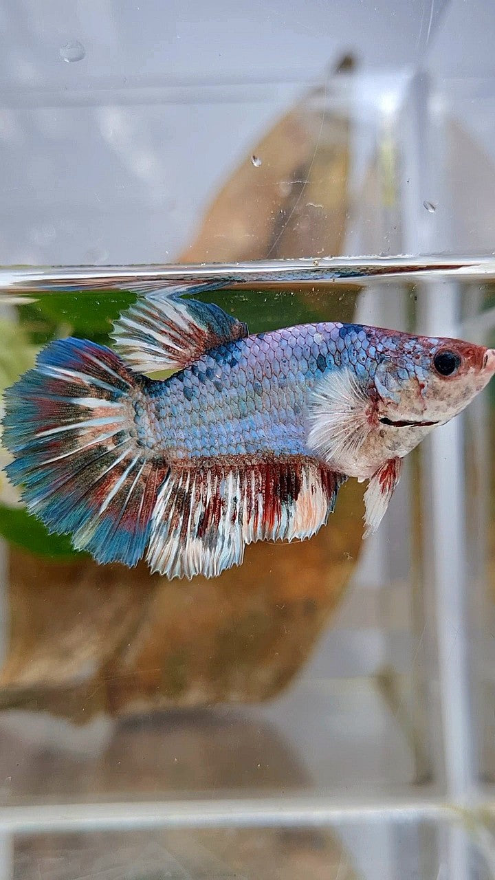 XL FEMALE HALFMOON BIG EAR BARONGSAI WHITE BLUE PATTERN MULTICOLOR BETTA FISH