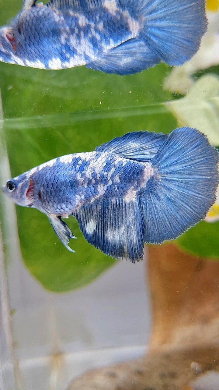 FEMALE HALFMOON BLUE MARBLE PANDA BETTA FISH