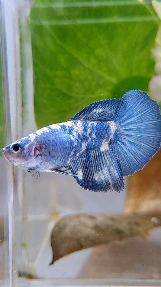 FEMALE HALFMOON BLUE MARBLE PANDA BETTA FISH