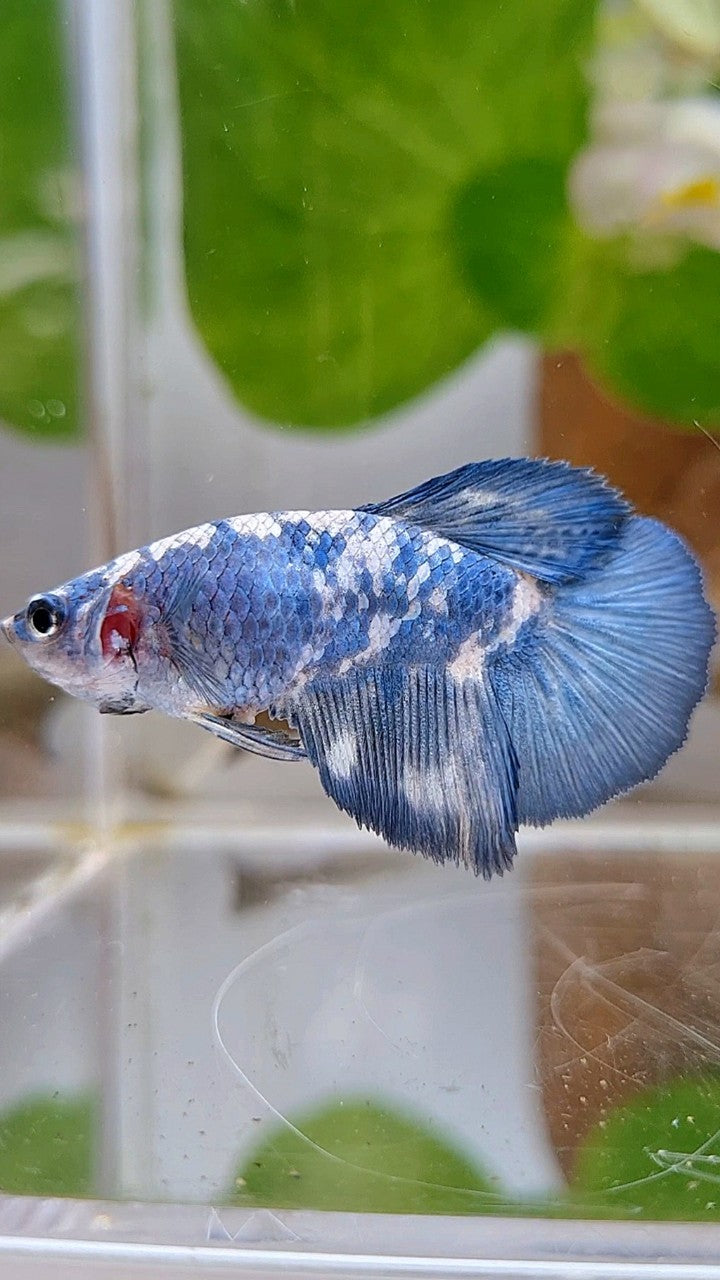 FEMALE HALFMOON BLUE MARBLE PANDA BETTA FISH
